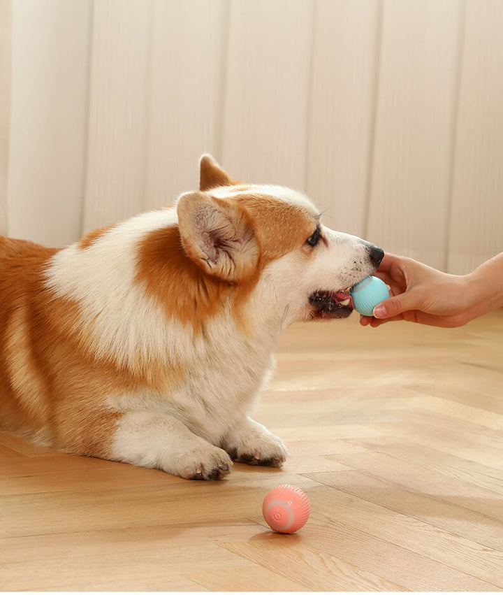Smart Self-Rolling Interactive Pet Ball Toy